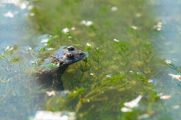 Yellow-bellied toad