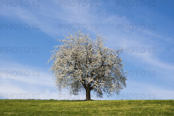 Blossoming cherry tree