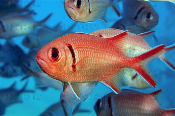 Jacobus blackbar soldierfish