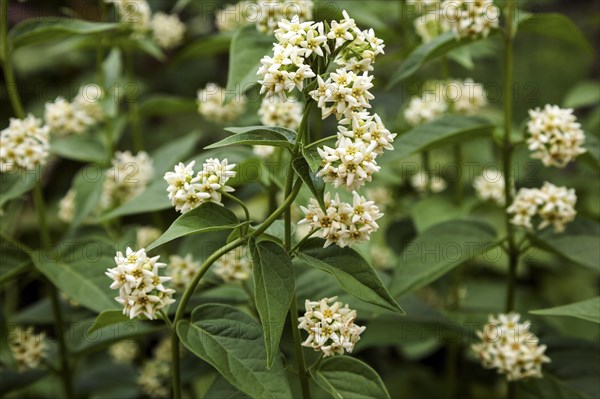 White swallow-wort