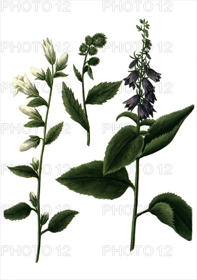 Various bellflowers