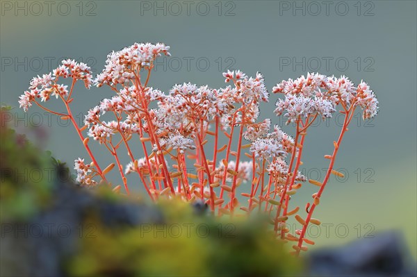 White stonecrop