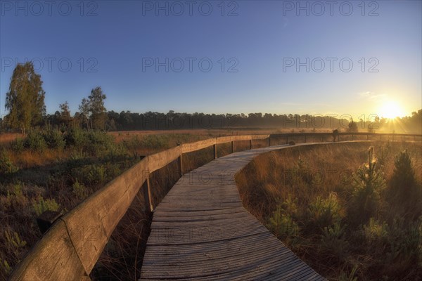 Wooden footbridge in a moor with warty birch