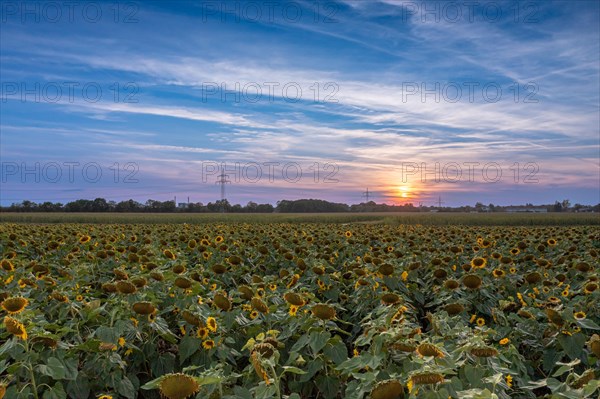 Sunflower field with setting sun on a late summer evening