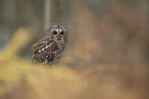 Tawny owl