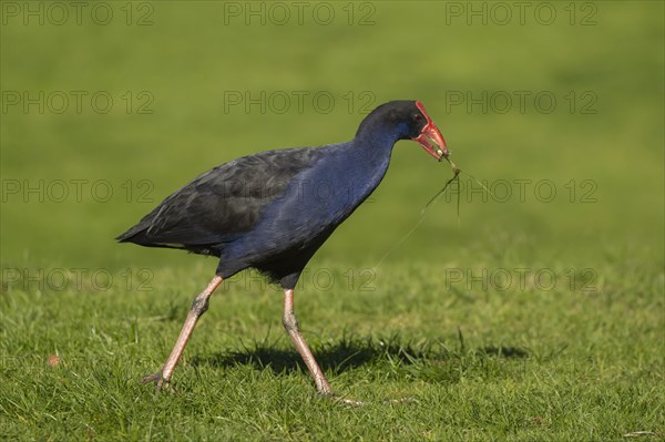 Australasian swamphen