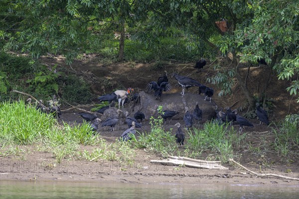 Black vulture