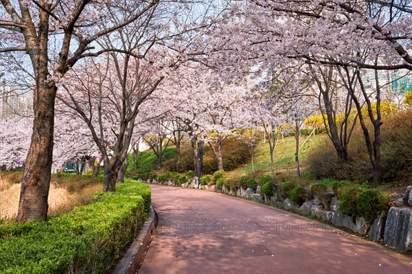 Blooming sakura cherry blossom alley in park in spring