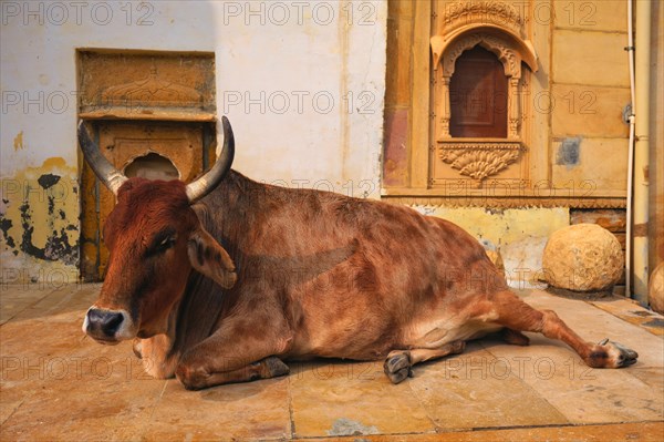 Indian cow resting sleeping in the street