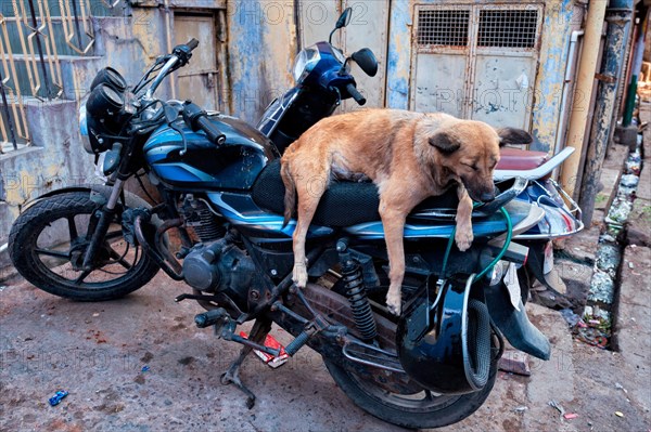 Dog sleeping on motorcycle in indian street