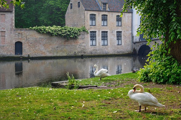 White swans on a canal bank near Begijnhof Beguinage in Bruges town