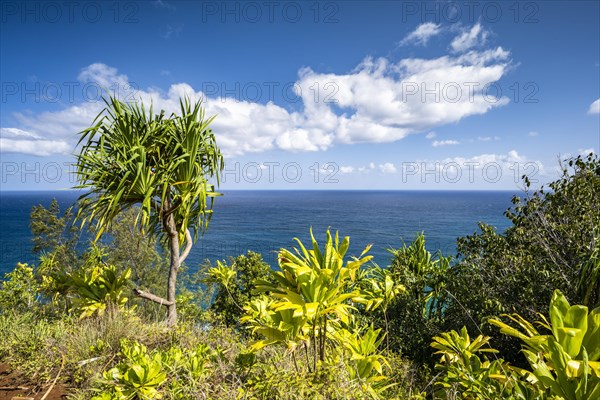 Vegetation entlang des Kalalau Trail