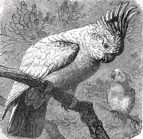 Inca Cockatoo