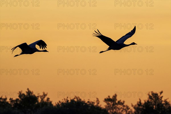 Two common crane