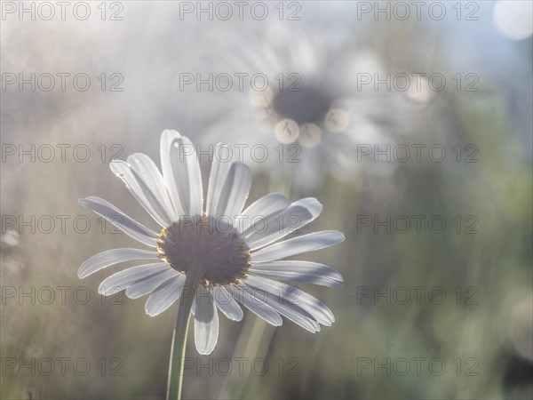 Marguerite