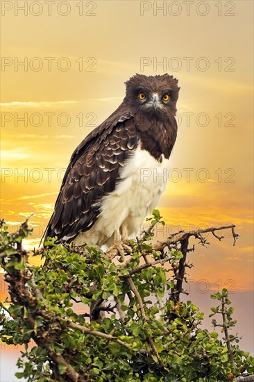 Martial Eagle