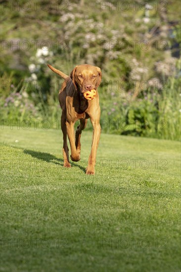 Young Vizsla male