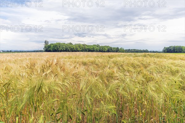 Wheat field in spring in plain. Alsace