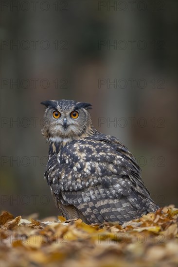 European eagle owl