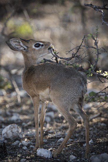 Kirk dikdik or kirk's dik-dik