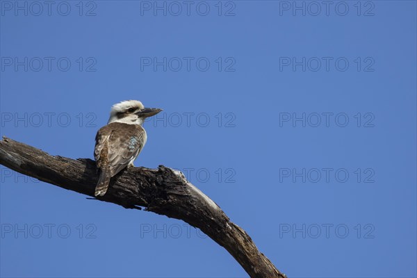 Laughing kookaburra