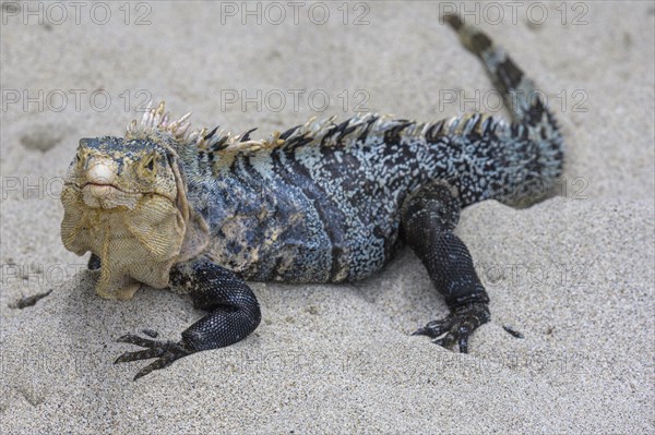 Male black spiny-tailed iguana