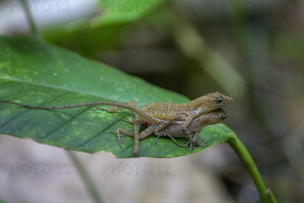 Anolis lizard copulating