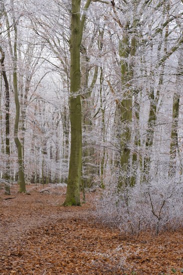 Path through deciduous forest with hoarfrost
