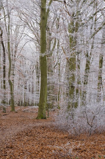 Path through deciduous forest with hoarfrost