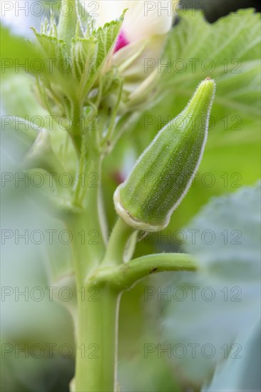 Blooming okra plant in garden