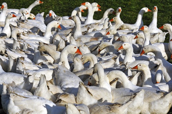 Domestic geese