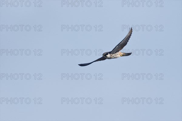 Eurasian Hobby