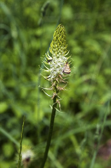 Spiked devil's claw