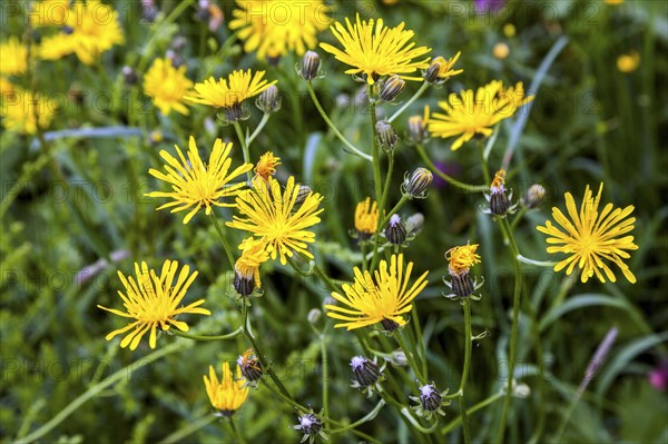 Rough hawksbeard