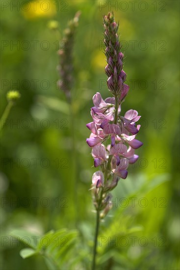 Sainfoin