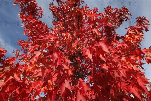 American amber tree