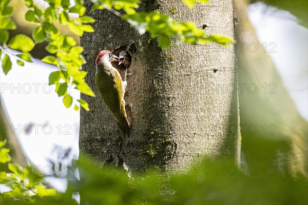 European green woodpecker