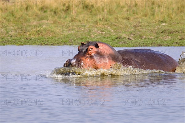 Hippo