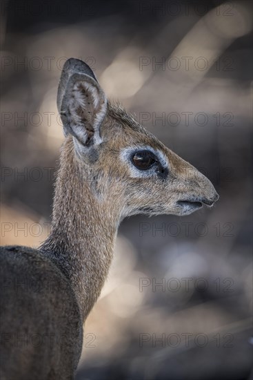 Kirk dikdik or kirk's dik-dik