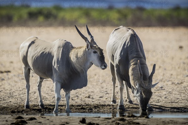 Common eland