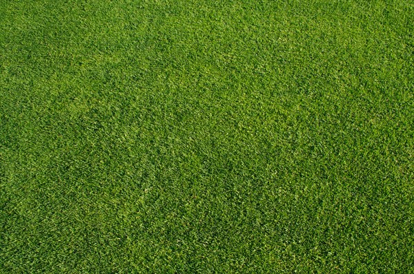 Close cut green grass background