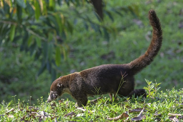 White nosed coati