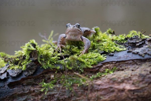 Grasfrosch