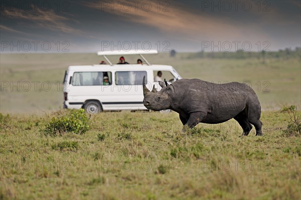 Black rhinoceros