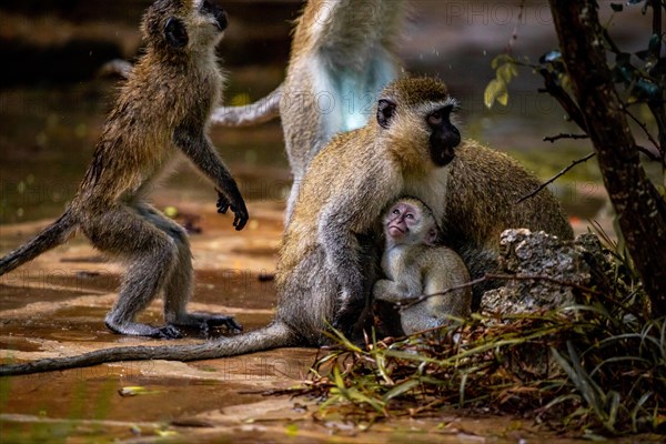 Vervet monkey