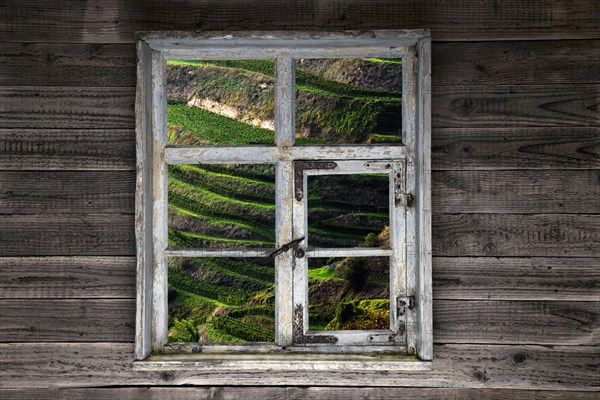 View through a rustic wooden window into the vineyard