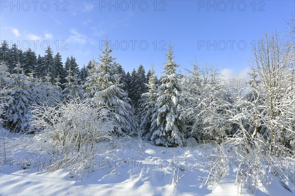 Snow-covered european spruce