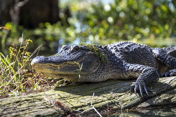 American alligator