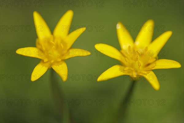 Lesser celandine