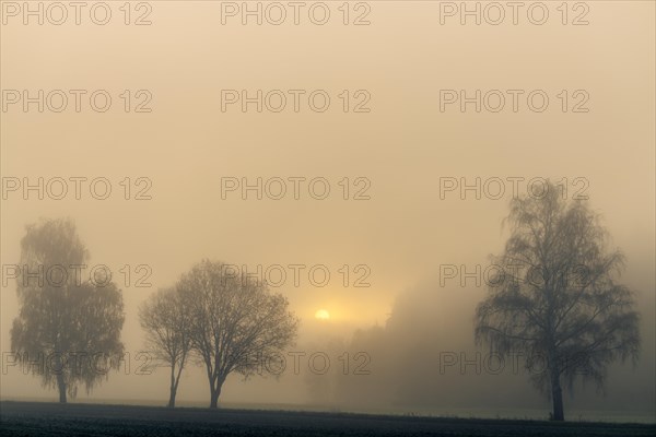 Baumreihe im Nebel bei Sonnenaufgang